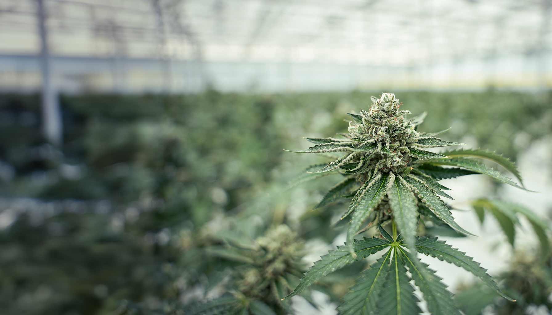 Medizinisches Cannabis